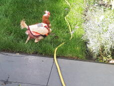 Pollo con Omlet pollo giacca hivis su in giardino