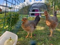 2 galline in procinto di mangiare una mela nella corsa del loro pollaio rosa