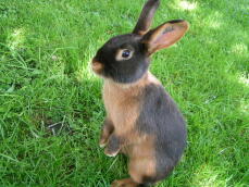 Un piccolo coniglio in piedi sull'erba