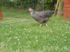 Pollo in giardino con Omlet pollo scherma