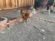Una gallina in un giardino con un becco appeso