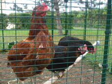 Tre polli appollaiati sul loro trespolo di legno all'interno del loro recinto