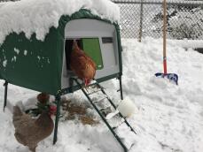 Galline che escono da un grande pollaio nel Snow
