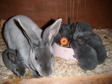 Mamma coniglio con i suoi piccoli nella conigliera