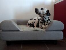 Un cane sul suo letto grigio con cuscino