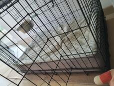 Un letto grigio messo in una cassa per cani