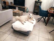 Un grande cane bianco che riposa sul topper di pelle di pecora del suo letto grigio