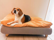 Cane seduto su Omlet Topology letto per cani con bean bag topper e piedi quadrati in legno