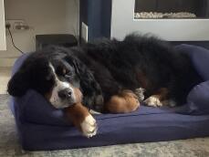 Un grande cane nero e soffice che dorme sul suo letto blu