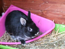 Un coniglietto bianco e nero seduto nella sua ciotola del cibo