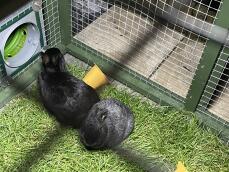 I conigli usano il tunnel verde che collega il loro recinto