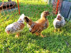 Tre piccoli polli maculati in un giardino