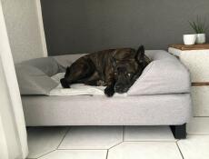 Cane che dorme su Omlet Topology letto per cani con bolster topper e piedi