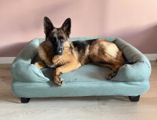 Un cane sdraiato sulla sua cuccia blu