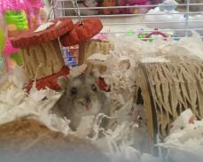 Un piccolo criceto marrone in una gabbia con molti giocattoli e accessori
