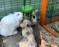 Conigli che mangiano da Omlet coniglio Caddi porta dolcetti