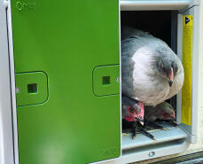 Polli che guardano fuori dalla porta automatica Omlet.