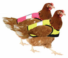 Ricevere una giacca da pollo ad alta visibilità in ogni colore.