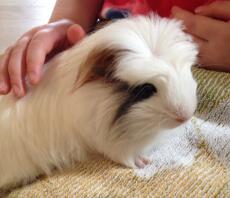 Cavia crestata