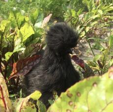 Un pollo silkie che si nasconde in un campo di verdure.