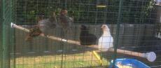 Un sacco di polli grigi, marroni e bianchi su un palo di legno in una passeggiata in esecuzione