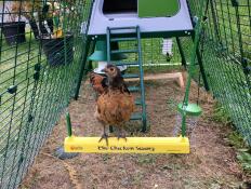 Un piccolo pollo marrone e bianco su un'altalena per polli all'interno di una pista per polli collegata a un pollaio Go 