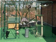 Omlet catio esterno con accessori e gatti all'interno