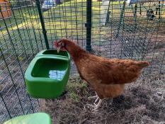 Pollo con bevitore