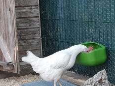 Un pollo che si diverte a bere dall'abbeveratoio per polli.