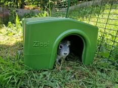Un porcellino d'india nel rifugio per porcellini d'india di Zippi verde.