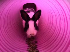 Un coniglio che striscia in un tunnel per conigli.
