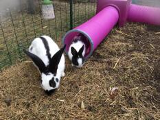 Conigli che escono dal tunnel di gioco Zippi 