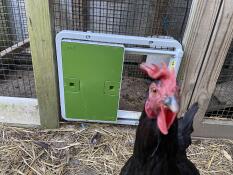 Una gallina curiosa davanti alla sua porta automatica verde attaccata a una pista