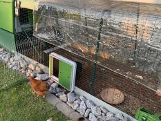 Una gallina che esce dalla sua corsa attraverso una porta automatica del pollaio