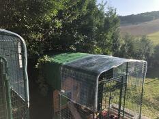 Omlet walk in chicken run con pollaio in legno all'interno con Omlet verde porta pollo automatico allegato