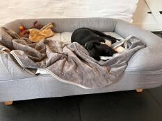 Un cane addormentato in una cuccia grigia con un cuscino, una copertina e dei giocattoli