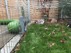 Coniglio che mangia da un Caddi porta dolcetti all'interno di una gabbia per conigli con un tunnel Zippi 