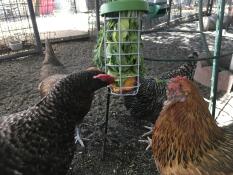 Il pollo circonda un giocattolo a forma di becco di pollo.
