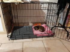 Un piccolo cucciolo che si rilassa nella sua gabbia per cani.