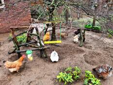 Galline in un cortile con un'altalena e un portacrocchette