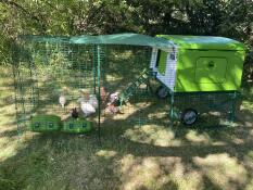 I pulcini di 7 settimane amano la loro nuova casa!