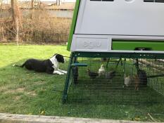 Il cane ama guardare i polli.