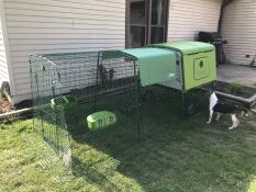 Gatto che indaga Omlet verde Eglu Cube grande pollaio e corsa