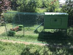 Grande pollaio verde con una corsa in un giardino con polli all'interno