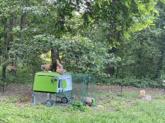 Anche le galline amano sedersi in posizione elevata!