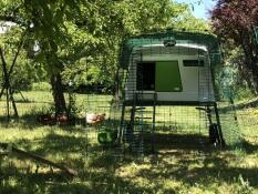 Un grande pollaio verde Cube con una corsa annessa