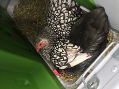 Galline che deponGono le uova nella cassetta di nidificazione.