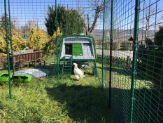 Un grande uccello bianco stava fuori da un pollaio Cube con una corsa attaccata