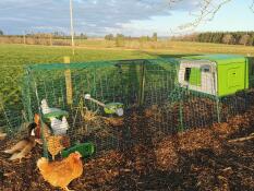 Galline in un pollaio verde con una corsa di 3 metri