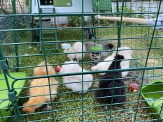 Omlet verde Eglu Cube grande pollaio e correre con i polli